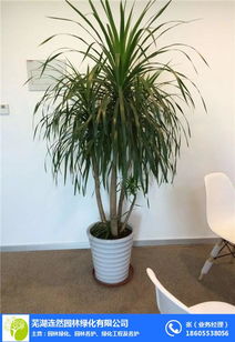 綠植花卉出售 連然園林綠化養(yǎng)護 蕪湖花卉