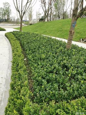 成都市政道路綠化,小區砍樹、修樹、除草、移栽樹