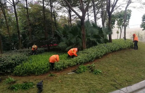 搶抓春日好時機(jī) 蓬江區(qū)開展綠化養(yǎng)護(hù)行動