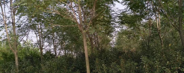 園林綠化工程施工需要資質(zhì)嗎