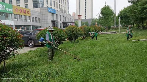 泰安市園林綠化管理服務(wù)中心 雨后除草護(hù)綠,為城市綠化 減負(fù)