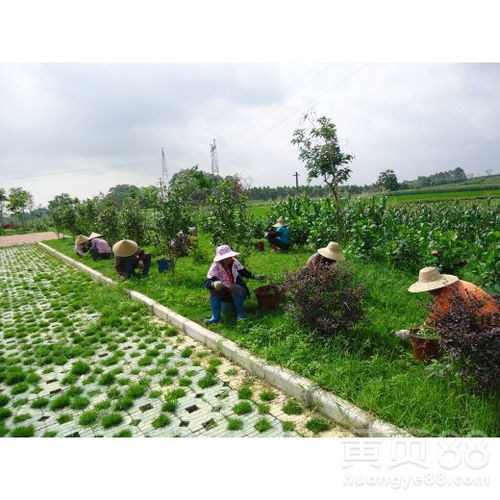 肇慶園林綠化工程施工 營造山水名城生態(tài)畫卷